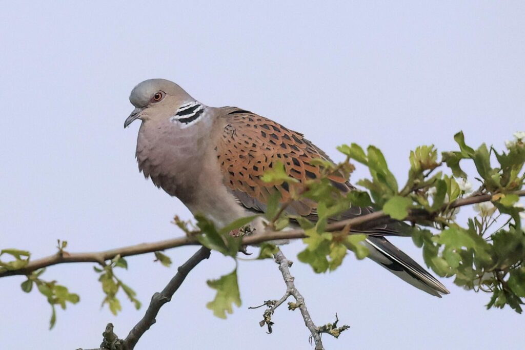 Turtle Dove