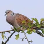 Turtle Dove