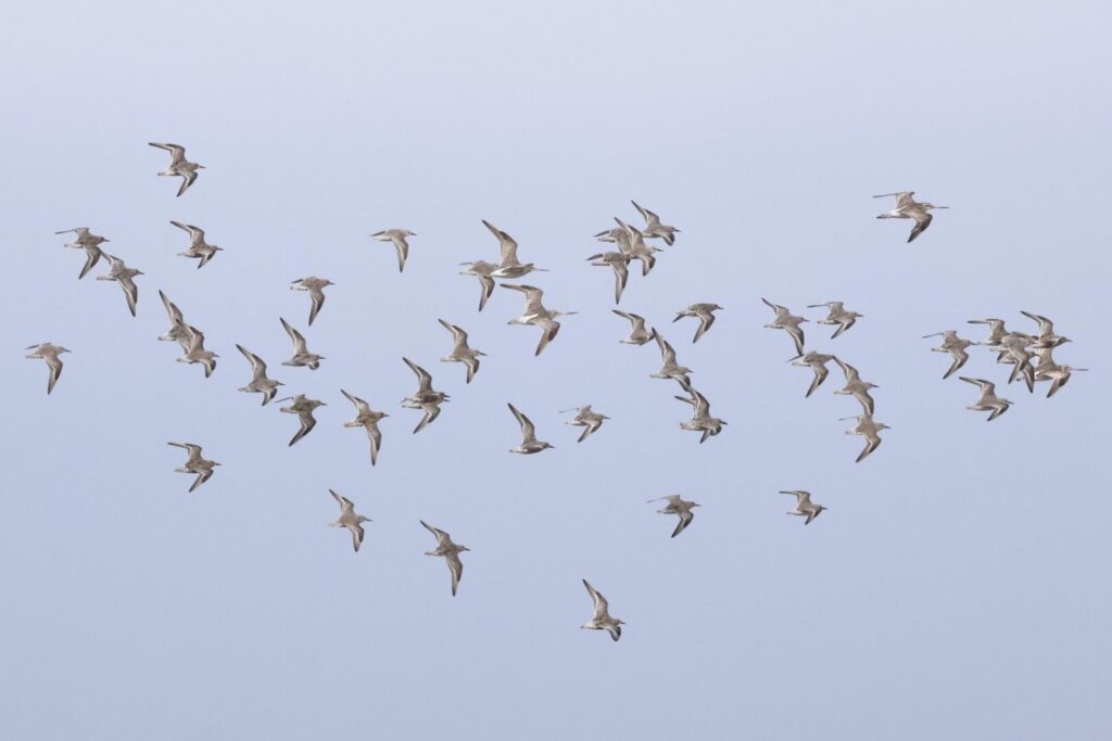 Waders