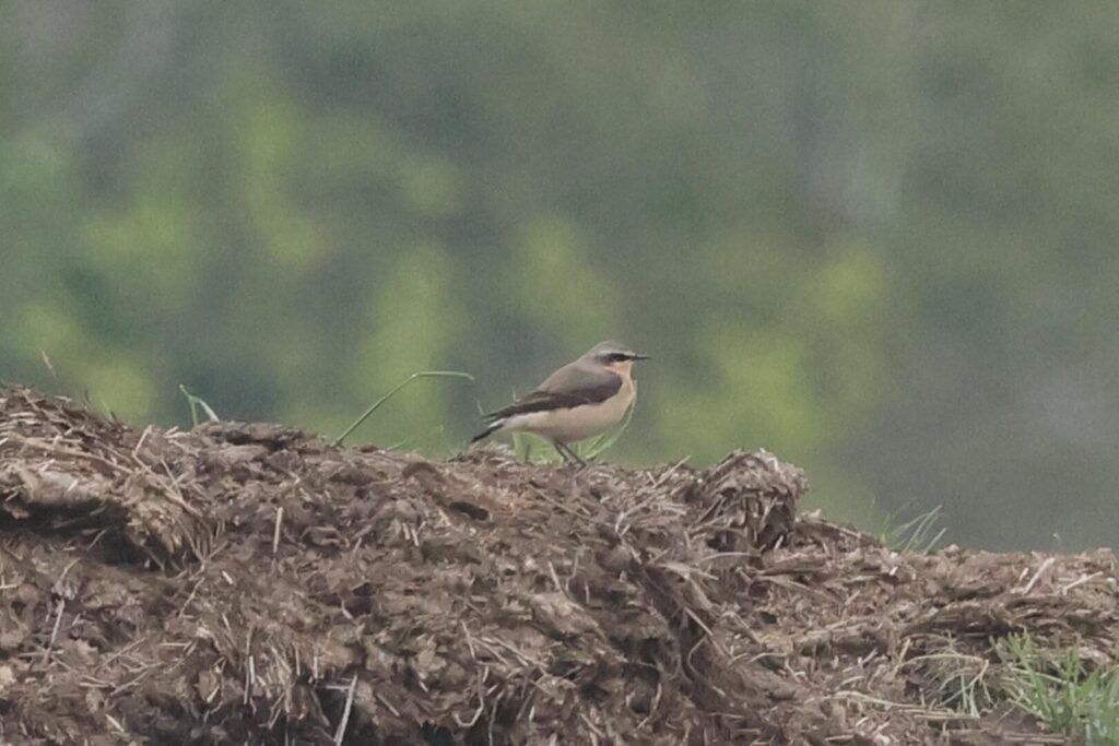 Wheatear