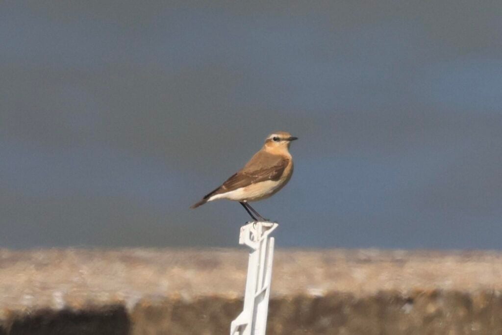 Wheatear