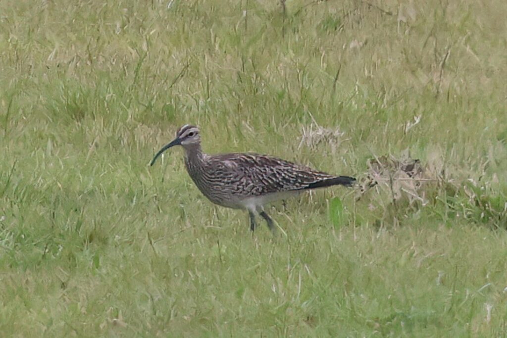 Whimbrel