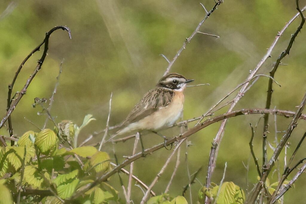Whinchat
