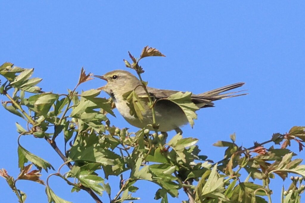 Willow Warbler
