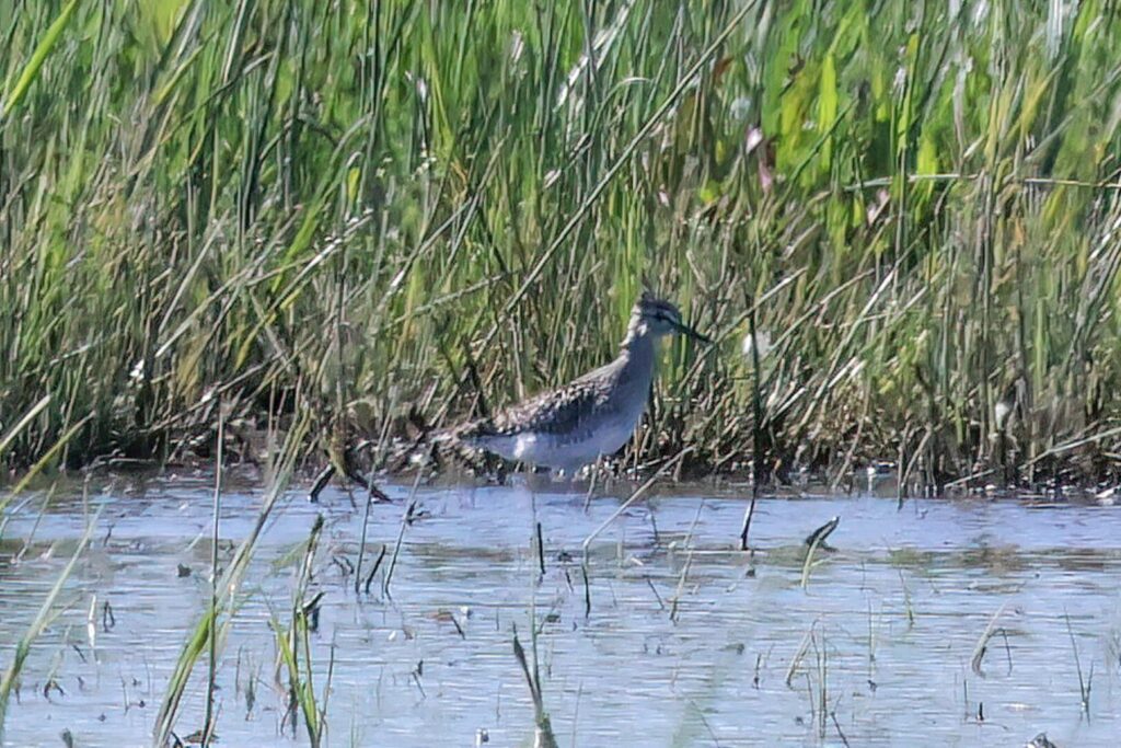 Wood Sandpiper