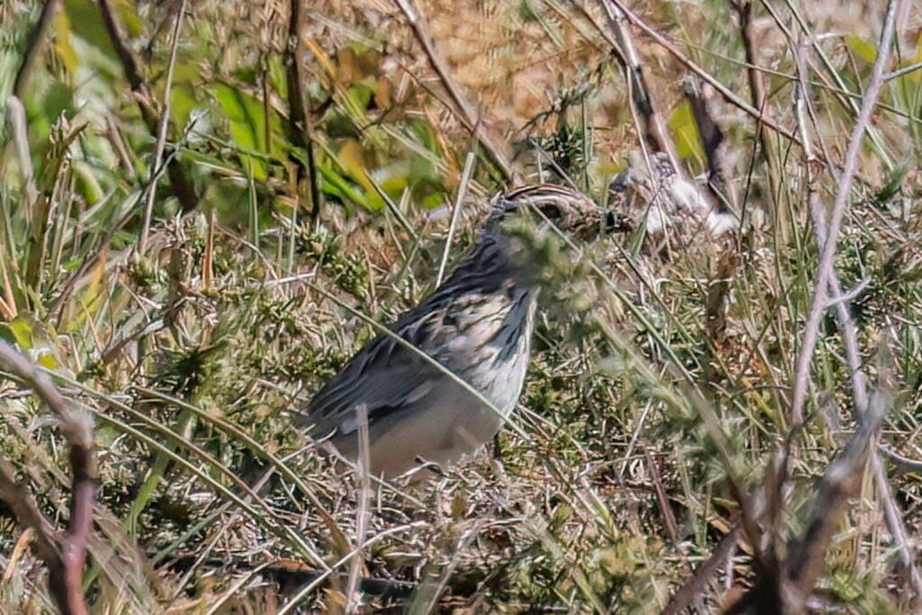 Woodlark