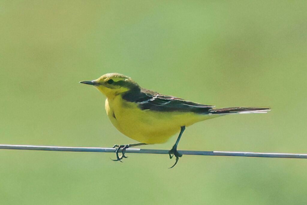 Yellow Wagtail