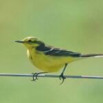 Yellow Wagtail