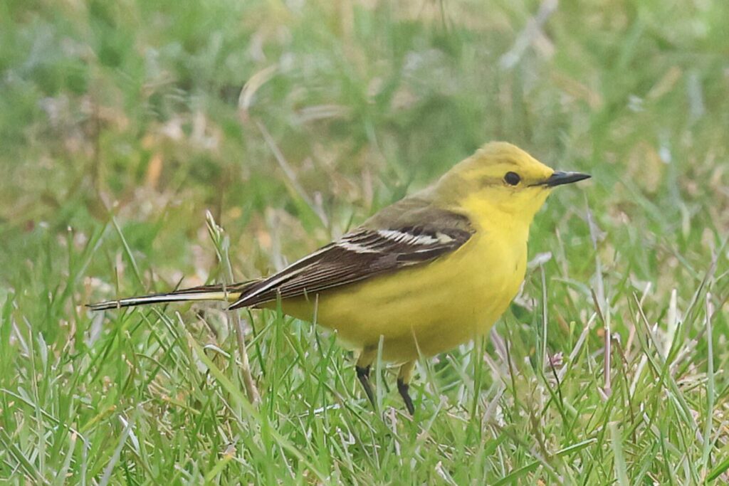 Yellow Wagtail