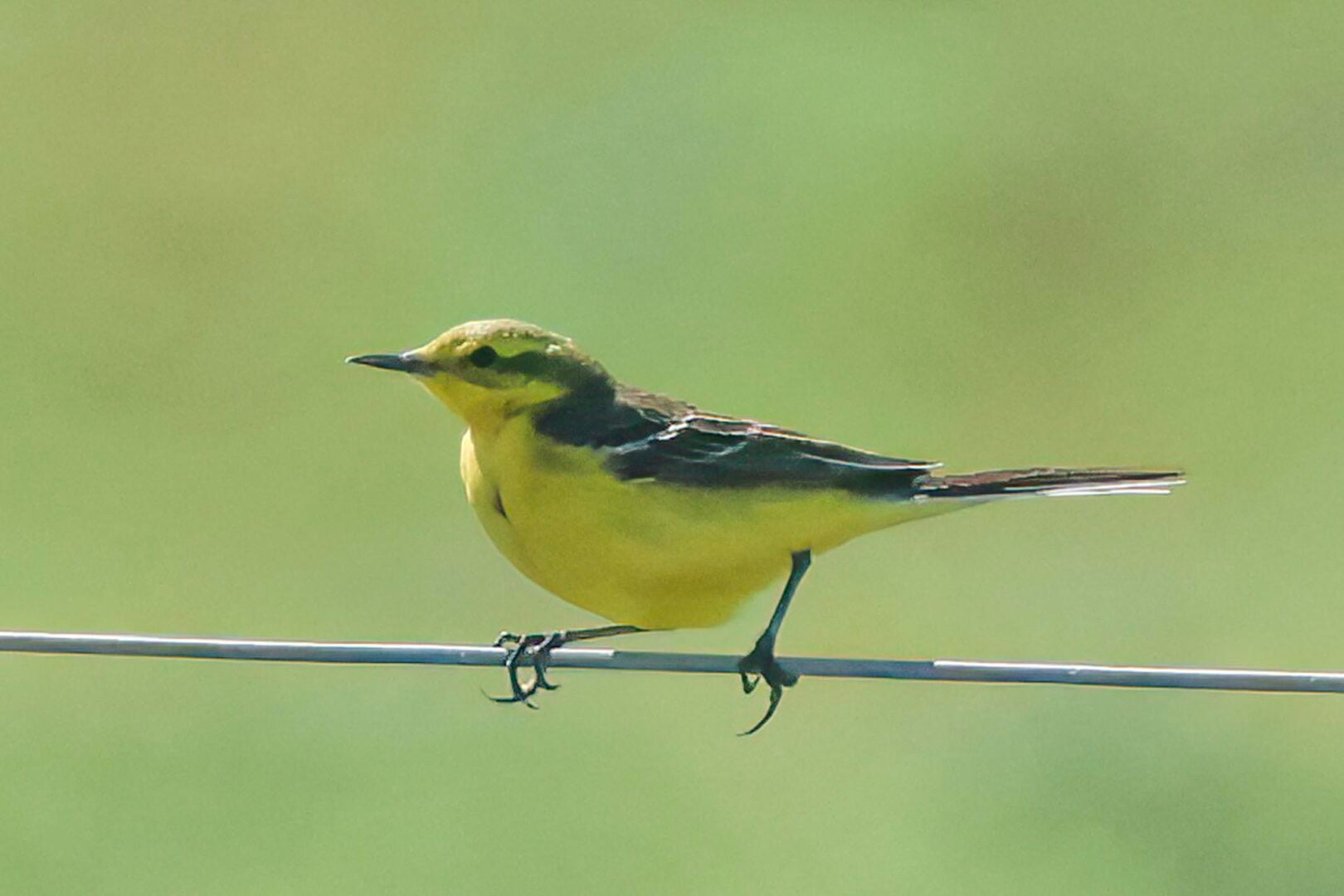 Yellow Wagtail