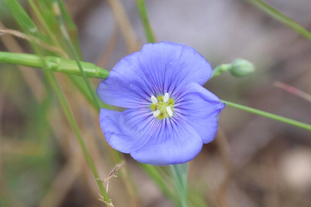 Asian Flax