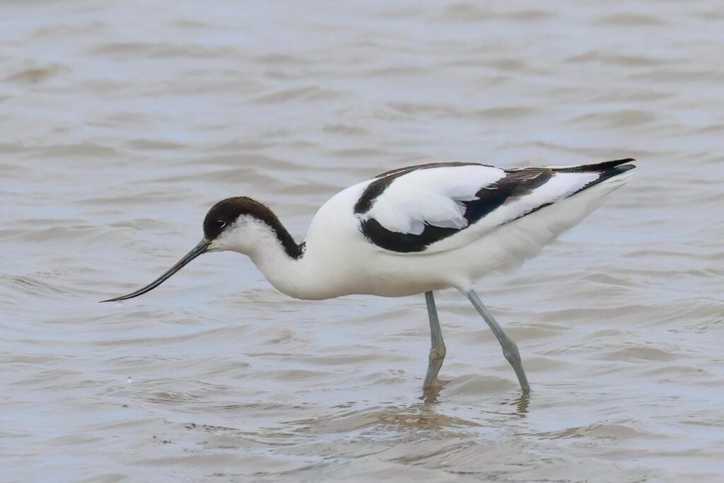 Avocet