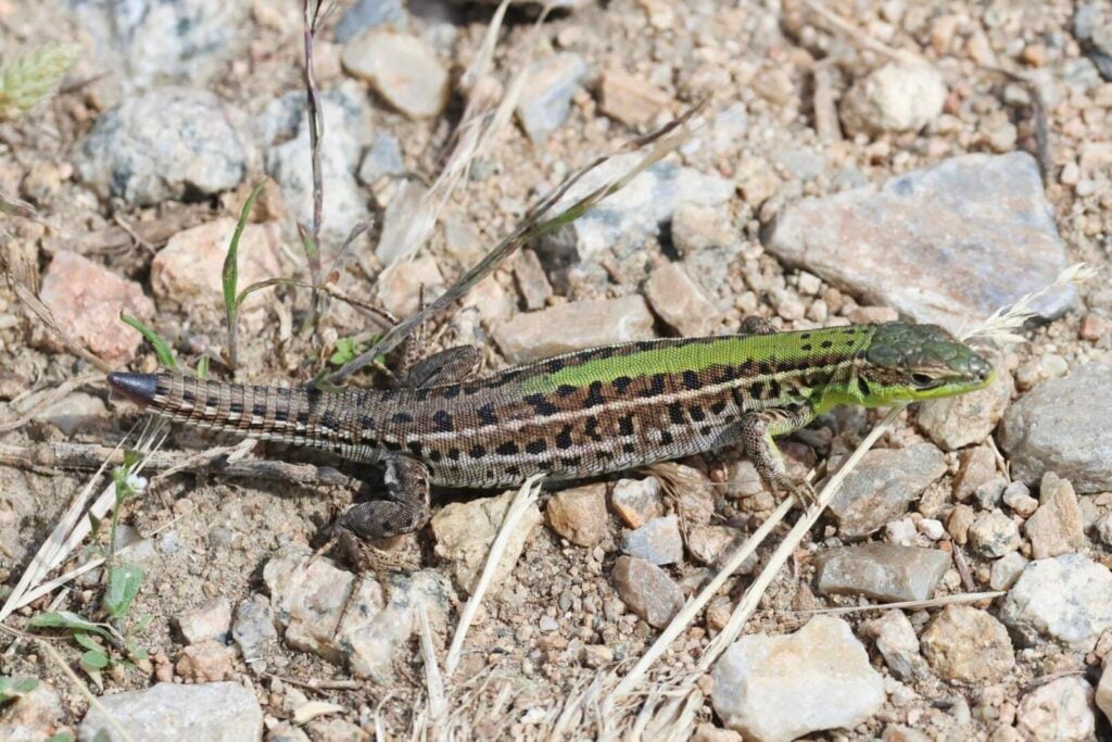 Balkan Wall Lizard