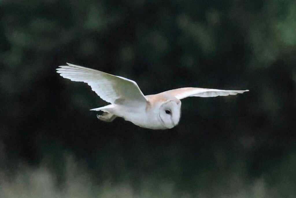 Barn Owl