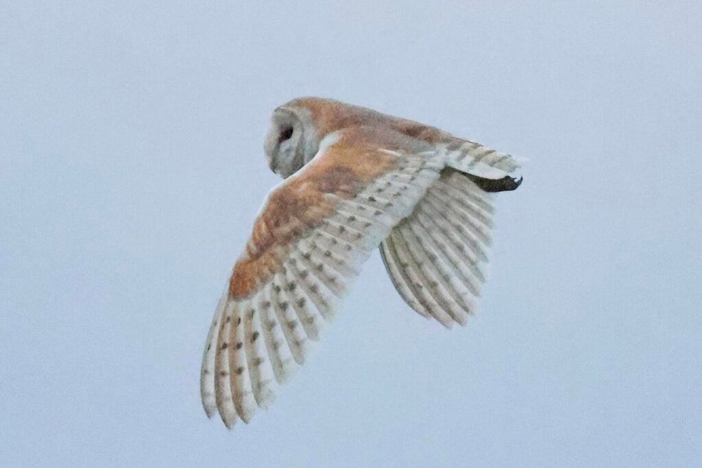 Barn Owl