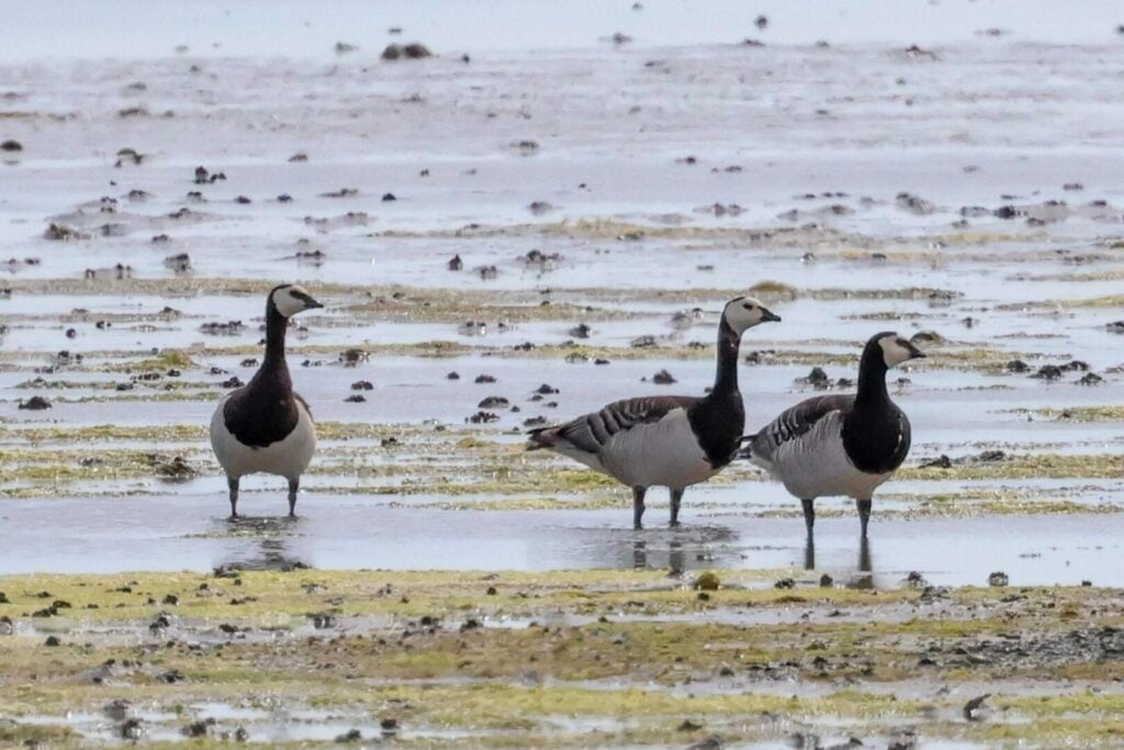 Barnacle Geese