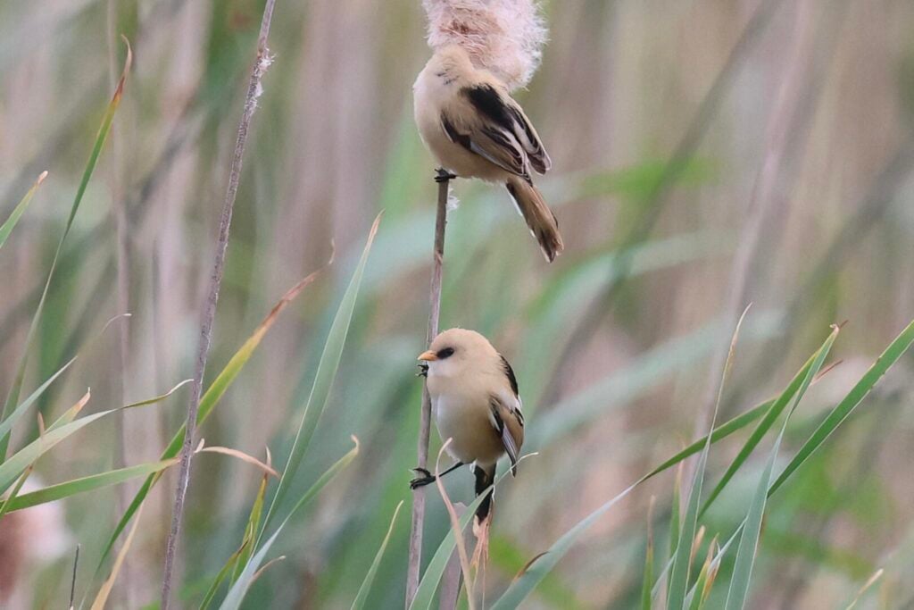 Bearded Tits