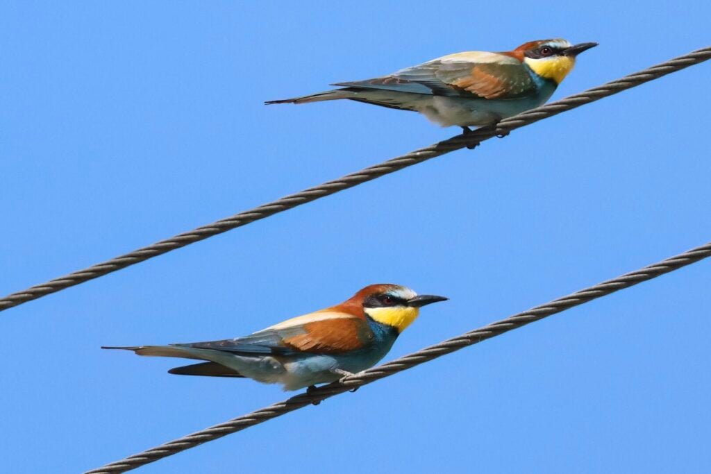 Bee-eaters