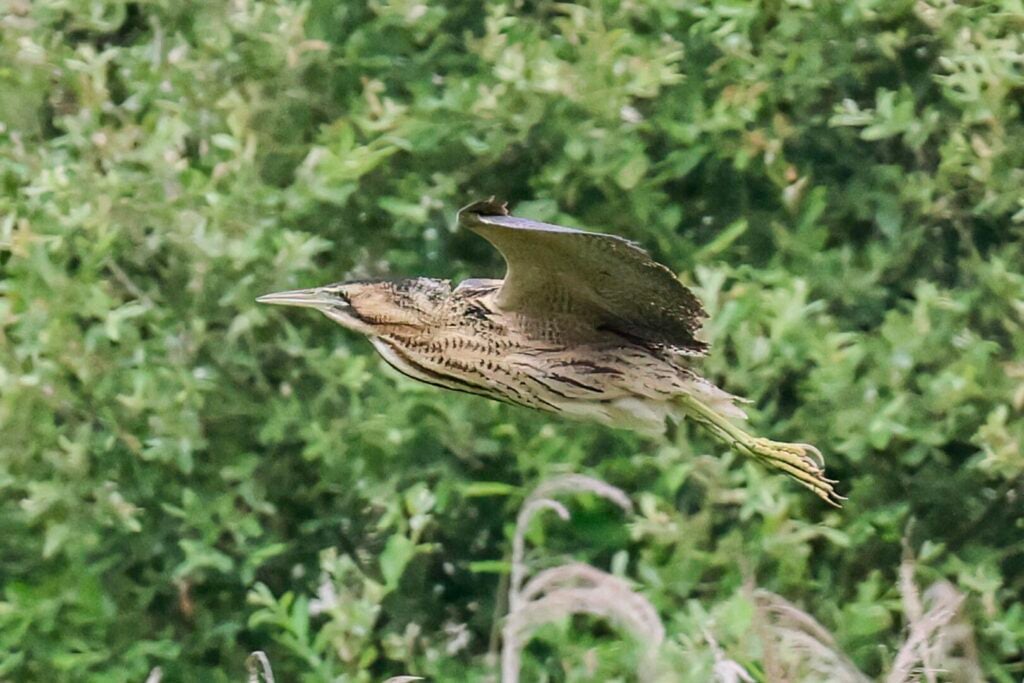Bittern