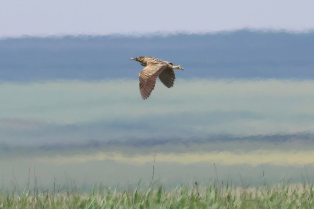 Bittern