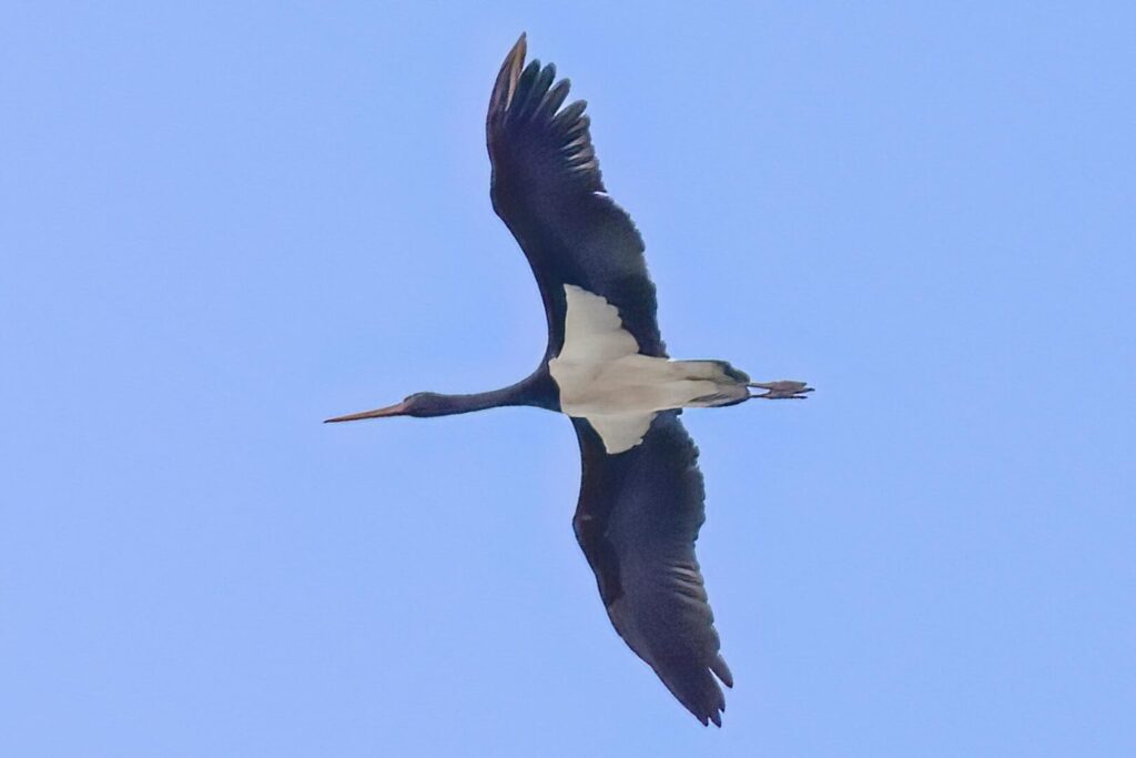 Black Stork