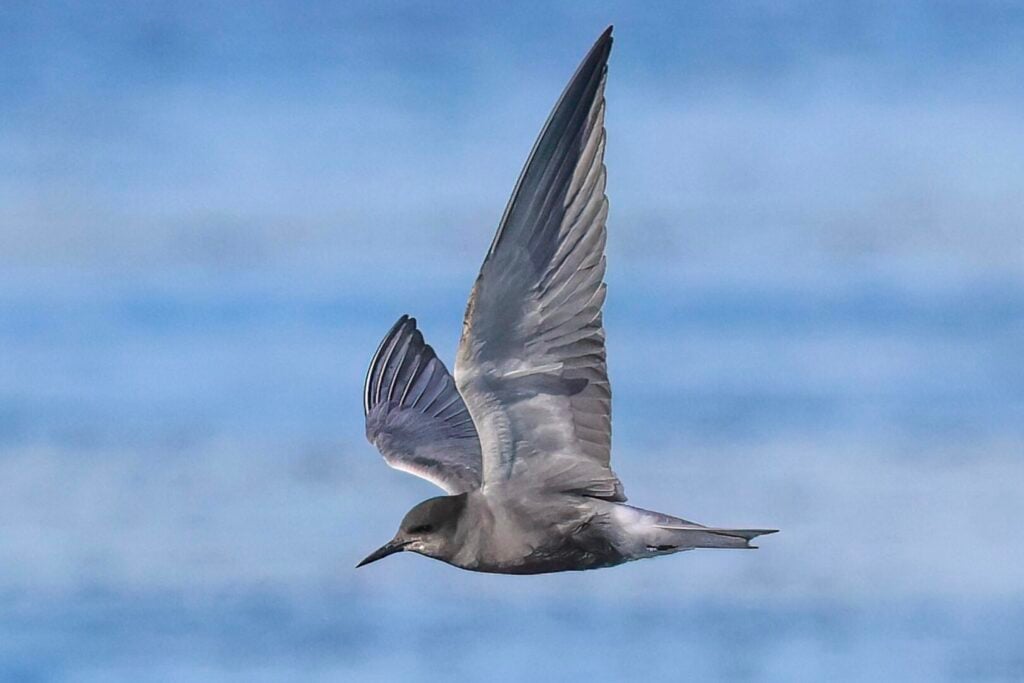 Black Tern