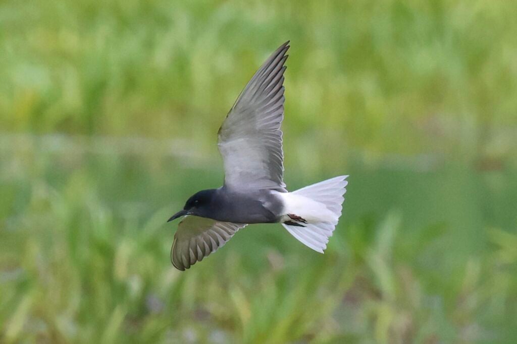 Black Tern