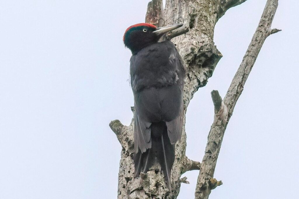 Black Woodpecker
