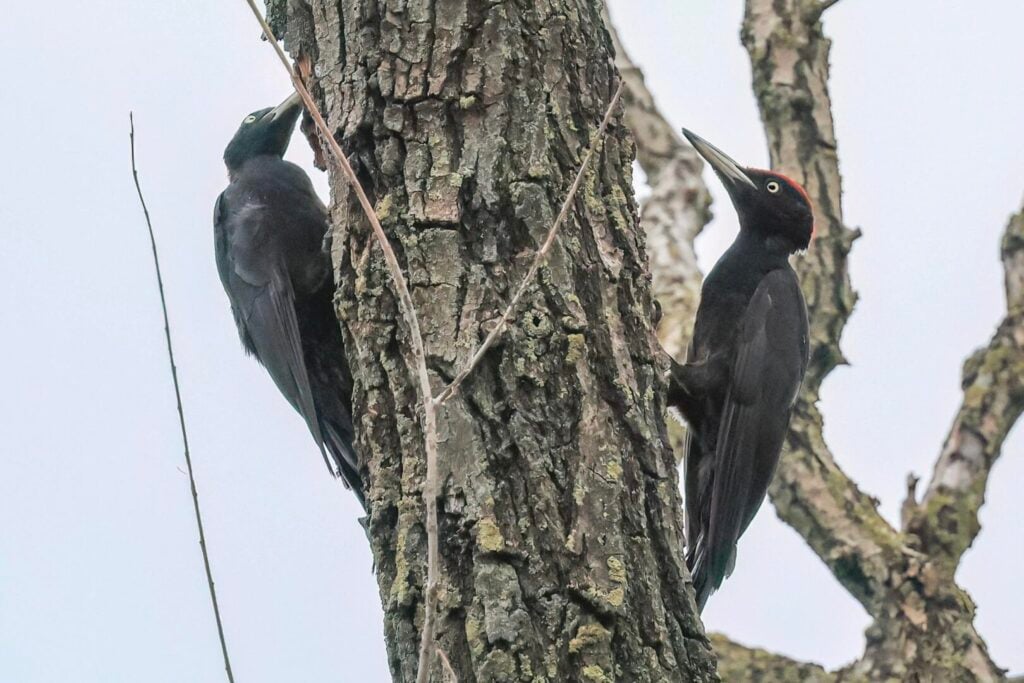 Black Woodpecker