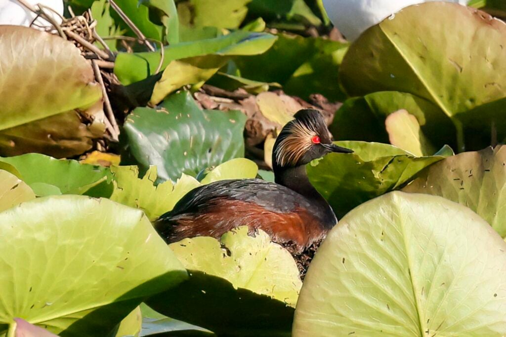 Black-necked Grebe