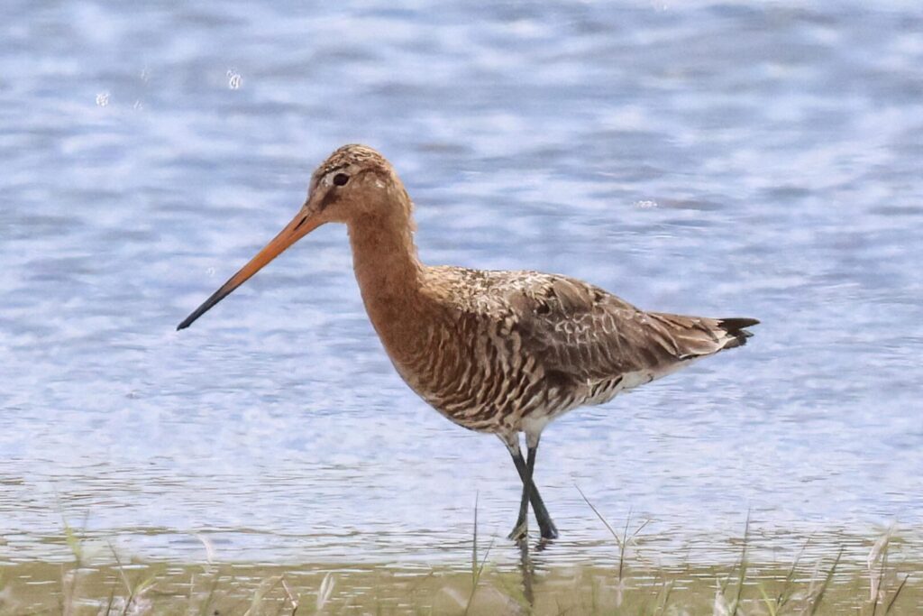 Black-tailed Godwit