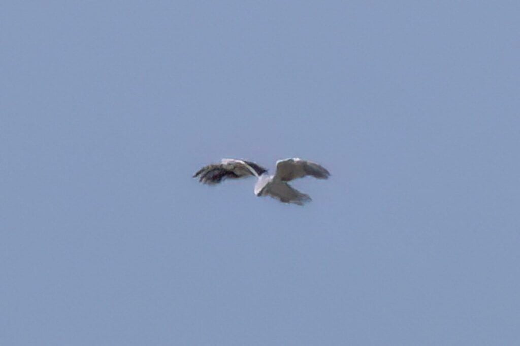 Black-winged Kite