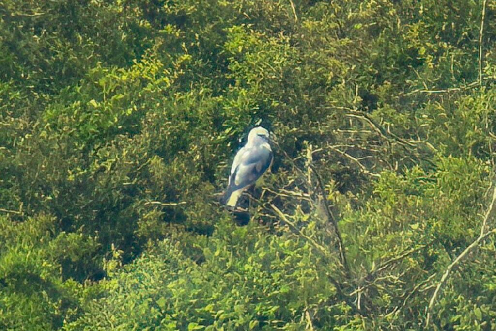 Black-winged Kite