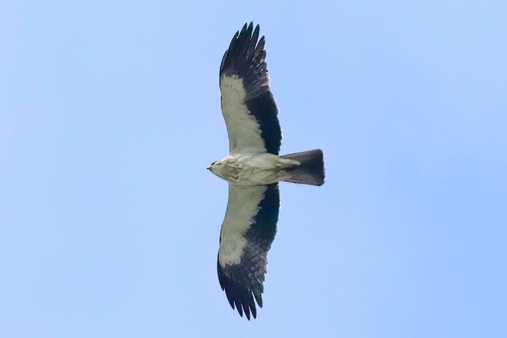 Booted Eagle