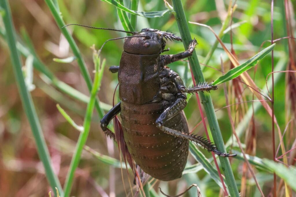 Bronze Glandular Bush-Cricket
