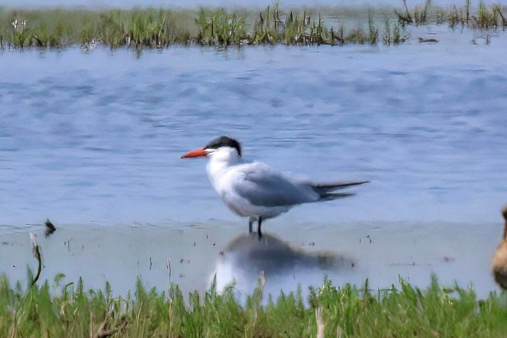 Caspian Tern