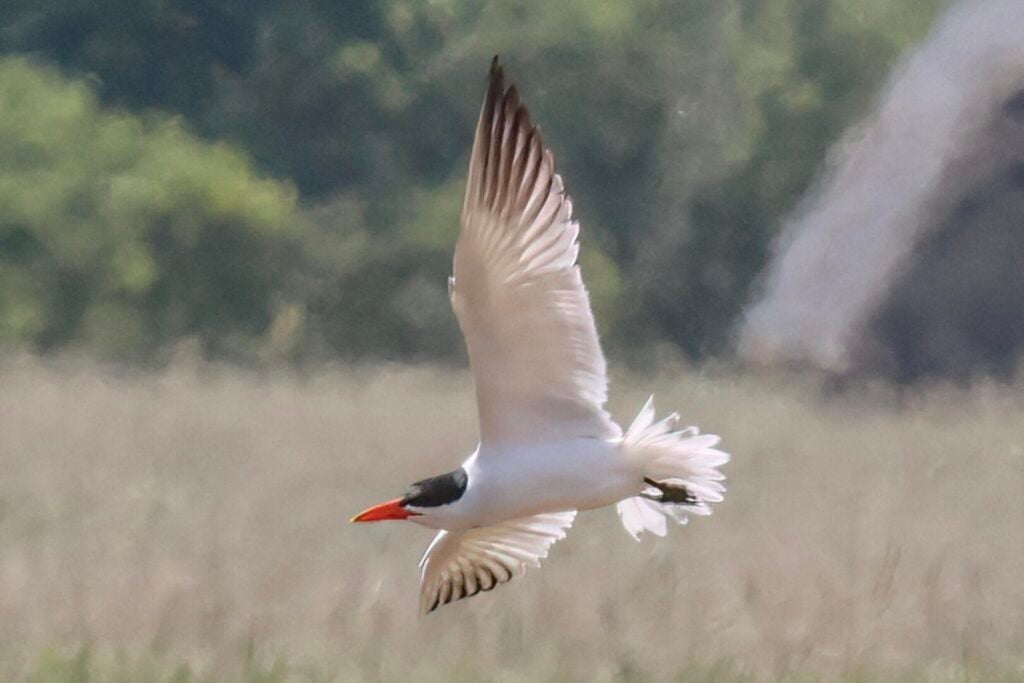 Caspian Tern
