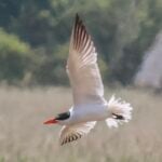 Caspian Tern