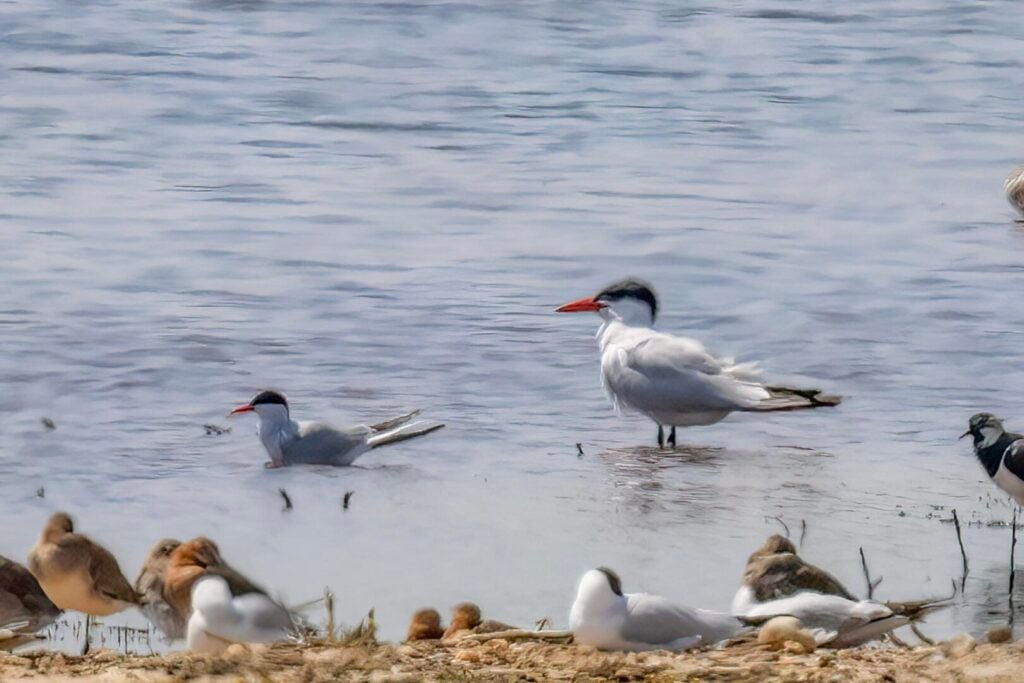 Caspian Tern