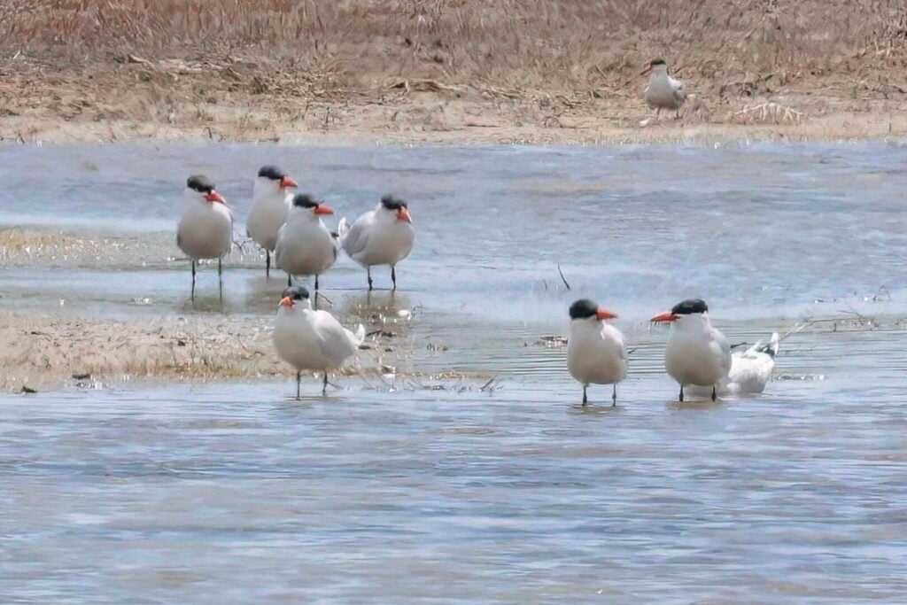 Caspian Terns