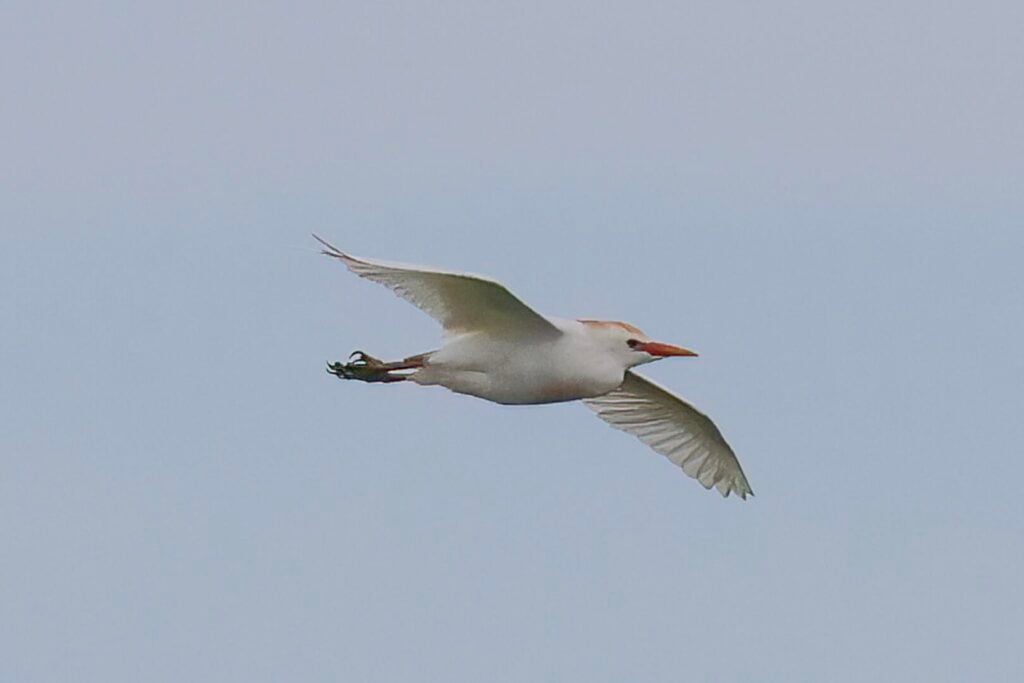 Cattle Egret