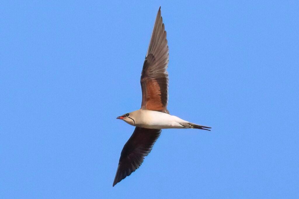 Collared Pratincole