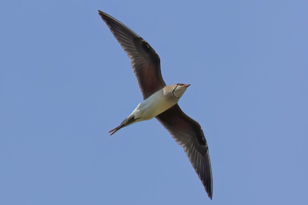 Collared Pratincole