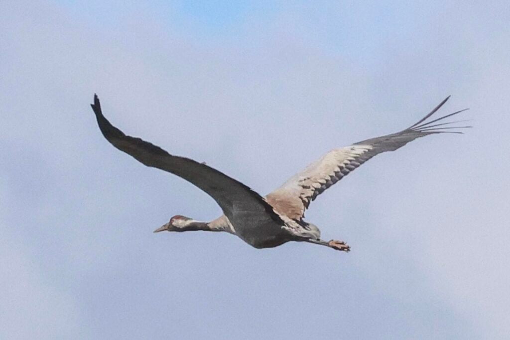 Common Crane