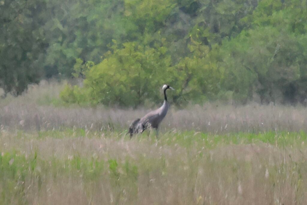 Common Crane