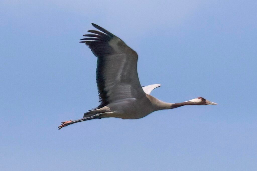 Common Crane