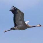 Common Crane
