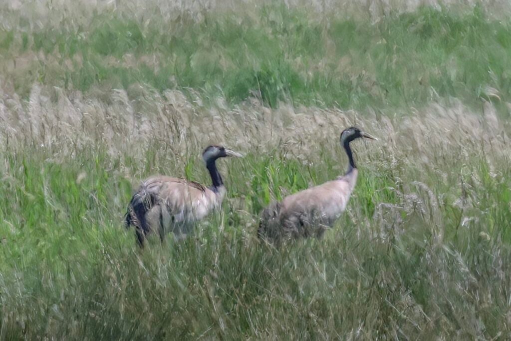 Common Cranes