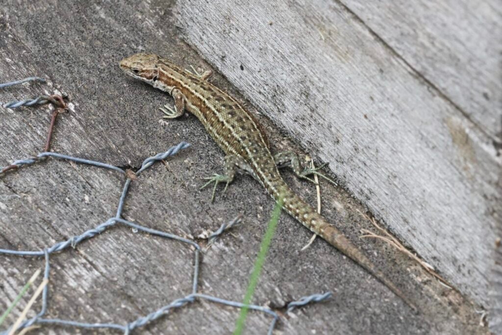 Common Lizard