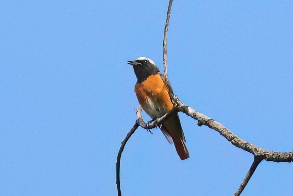 Common Redstart